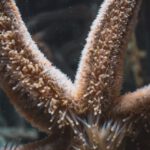 Common Traits - Starfish with soft papulas on arms