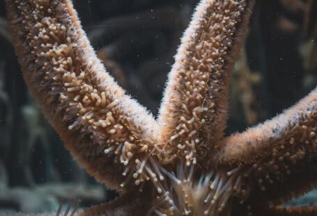 Common Traits - Starfish with soft papulas on arms